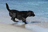 LABRADOR 575